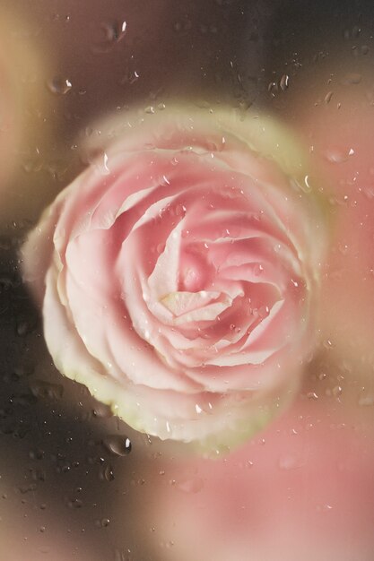 Close-up op mooie bloeiende bloem