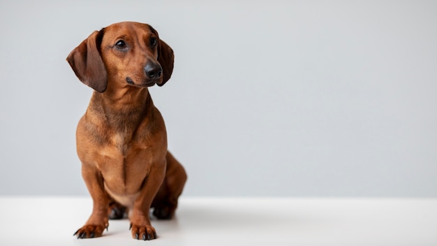 Gratis foto close-up op mooie teckel hond