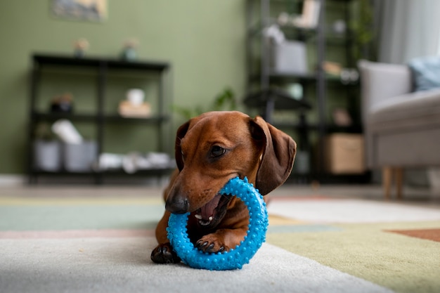 Gratis foto close-up op mooie teckelhond met kauwspeelgoed