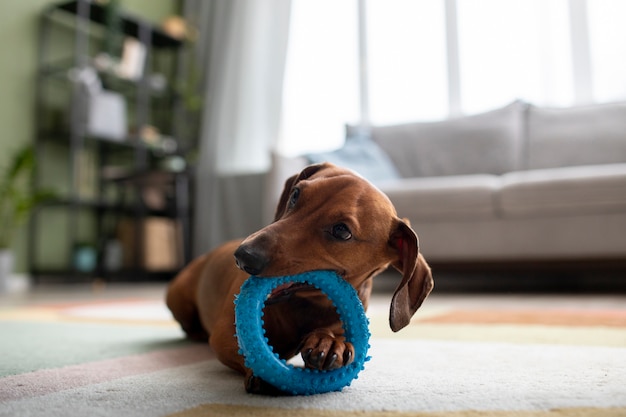 Gratis foto close-up op mooie teckelhond met kauwspeelgoed