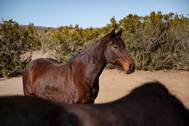 Gratis foto close-up op paard in de natuur