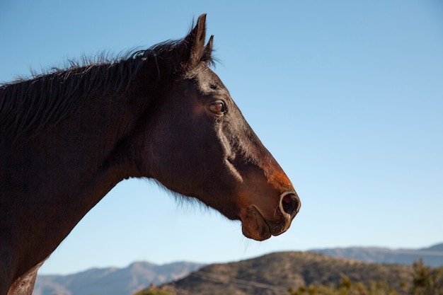 Close-up op paard in de natuur
