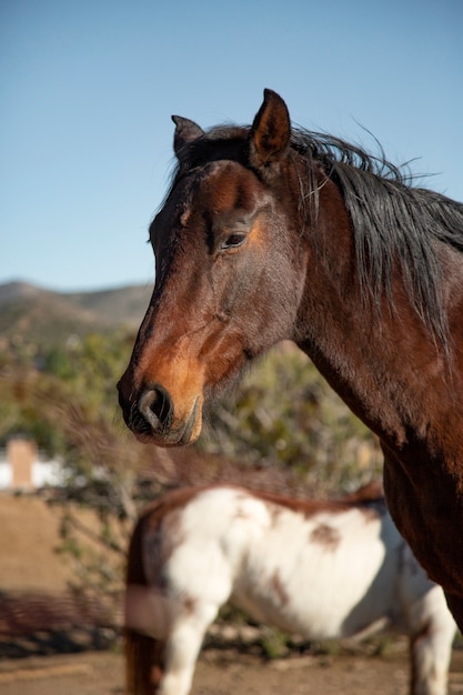 Close-up op paard in de natuur