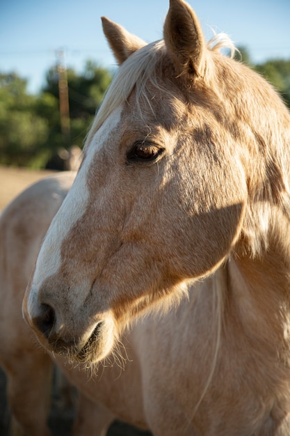 Close-up op paard in de natuur