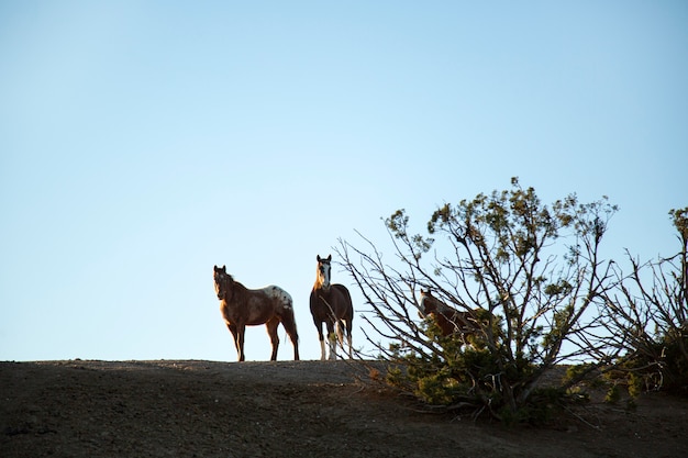 Close-up op paard in de natuur