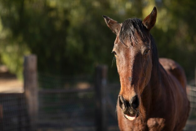 Close-up op paard in de natuur