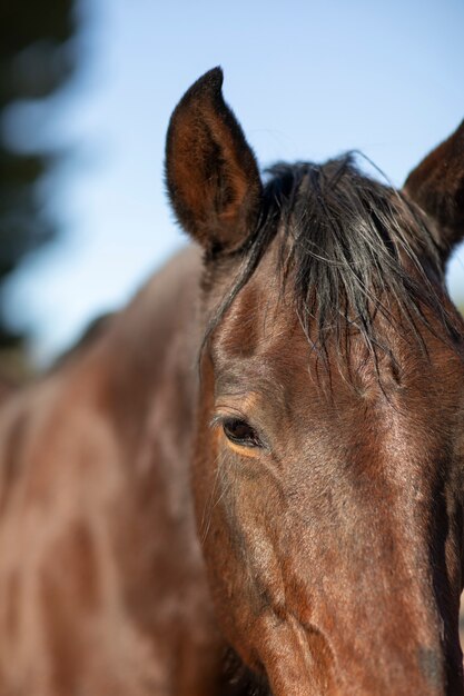 Close-up op paard in de natuur