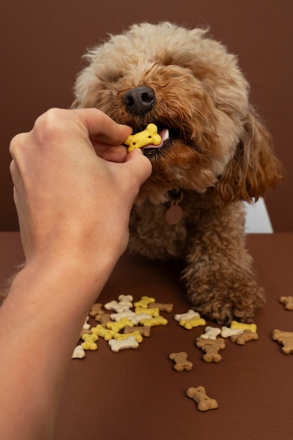 Gratis foto close-up op schattige huisdieren eten