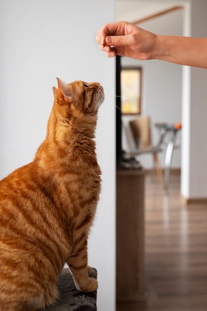 Gratis foto close-up op schattige huisdieren eten