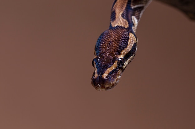 Gratis foto close-up op slangenhuisdier