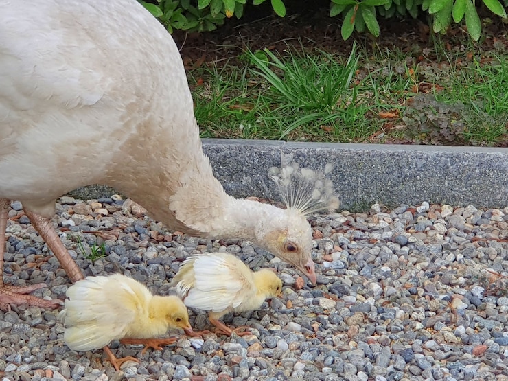 Gratis Foto close-up opname van een broiler en kip