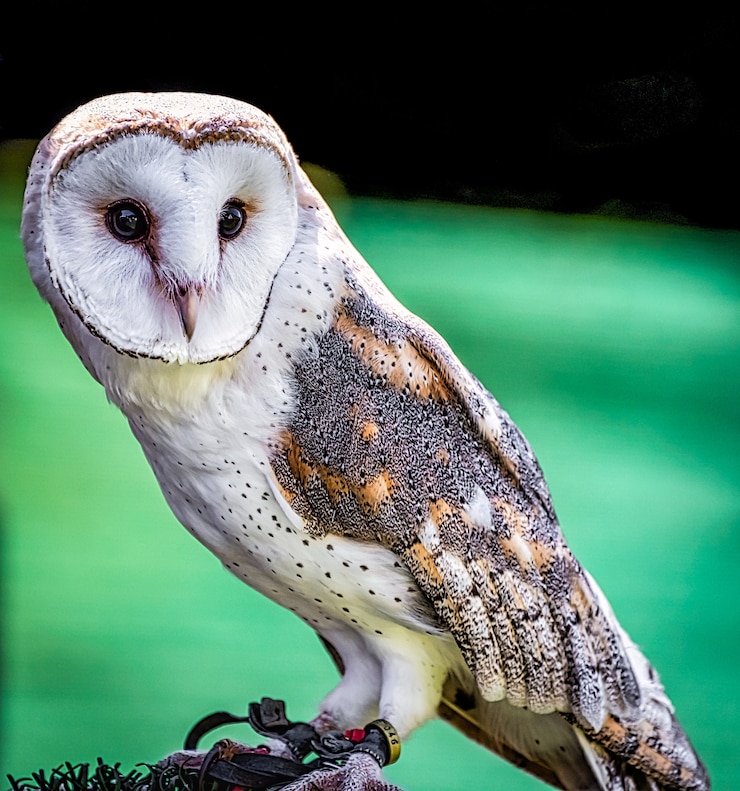 Gratis Foto close-up opname van een schattige schuur uil met een kleurrijke wazige ruimte