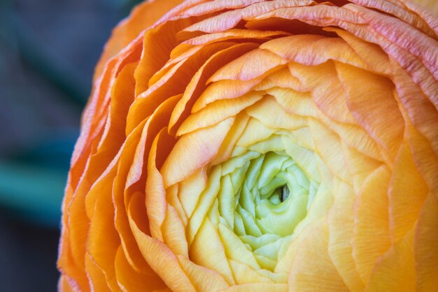 Close-up Oranjegele Ranunculus Perzische Boterbloemenbloem