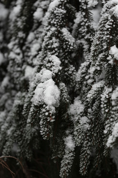 Close-up pijnbomen met sneeuw