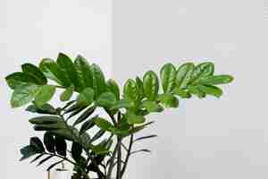 Gratis foto close-up plant bladeren