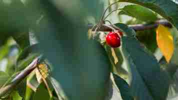 Gratis foto close-up rode kers in boom