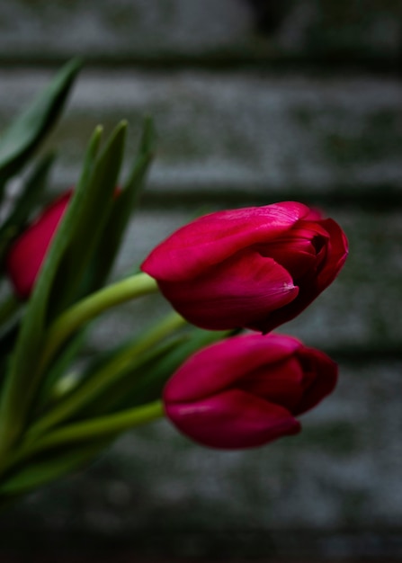 Close-up rode tulpen