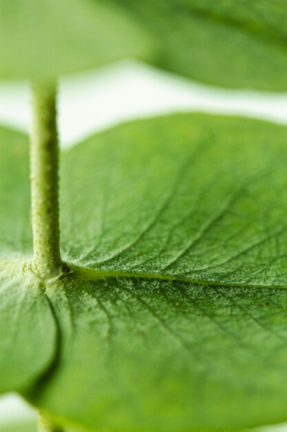 Close-up ronde groene bladeren