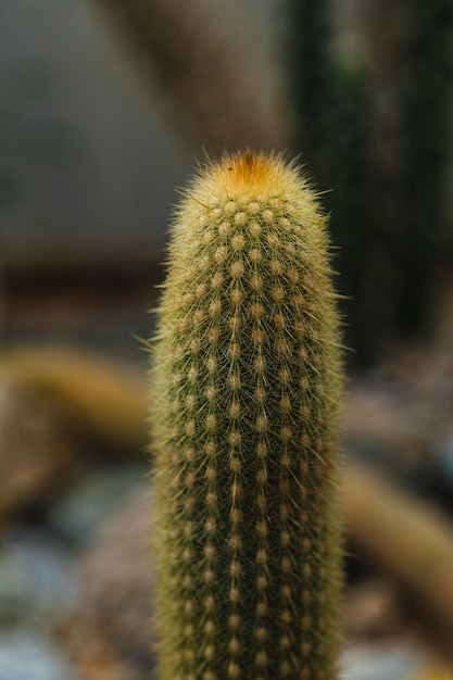 Gratis foto close-up schattige cactus