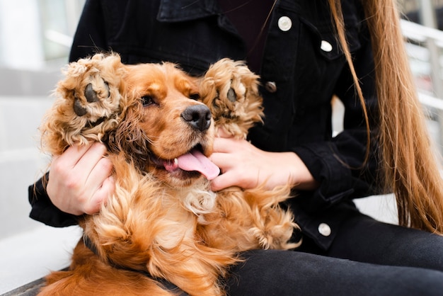 Close-up schattige cocker spaniel