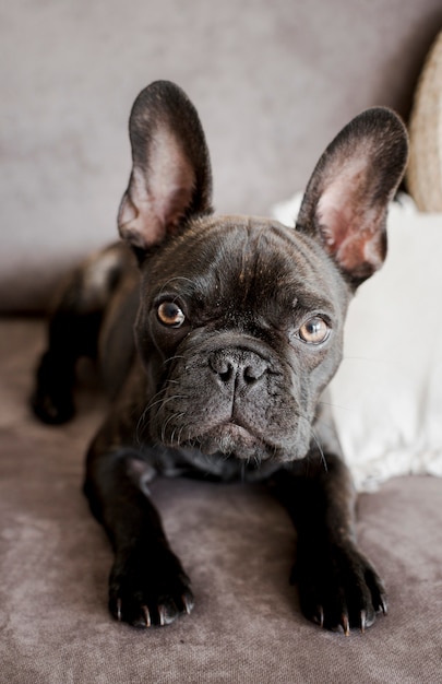 Close-up schattige Franse bulldog