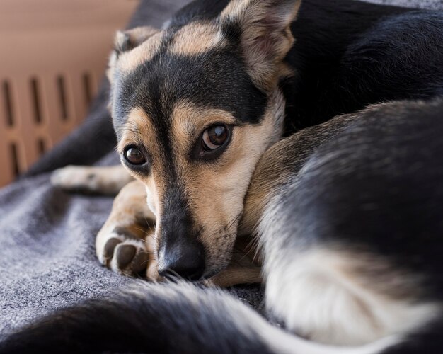 Close-up schattige hond deken opleggen