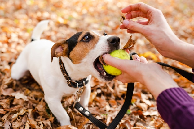 Close-up schattige hond spelen met eigenaar