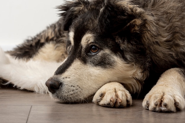 Close-up schattige hond zittend op de vloer