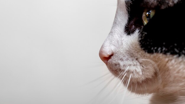 Close-up schattige kat met kopie ruimte
