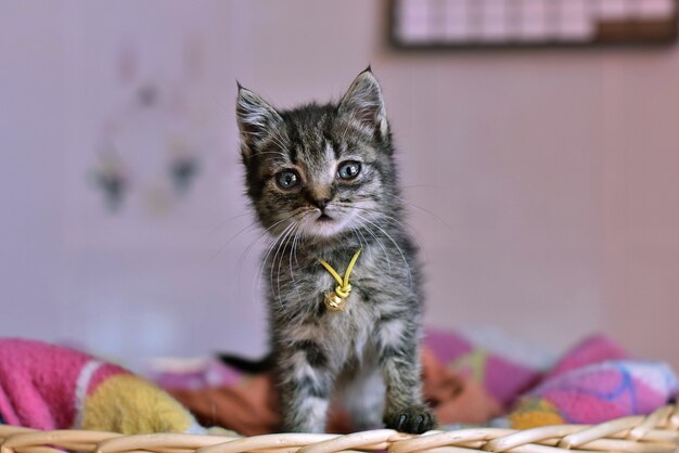 Close-up selectieve aandacht shot van een schattige binnenlandse kortharige kat met een bang gelaatsuitdrukking