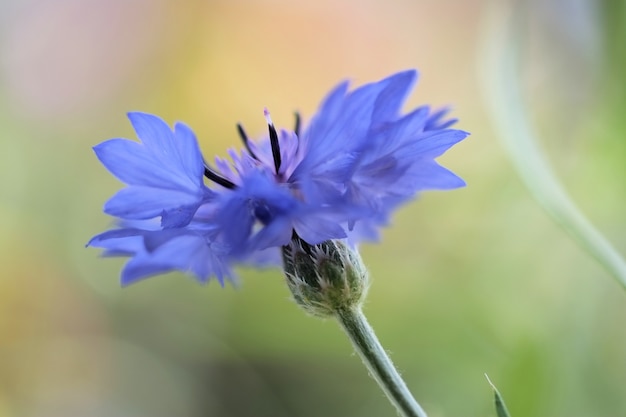 Close-up selectieve aandacht van een bloeiende blauwe bloem op een groene achtergrond