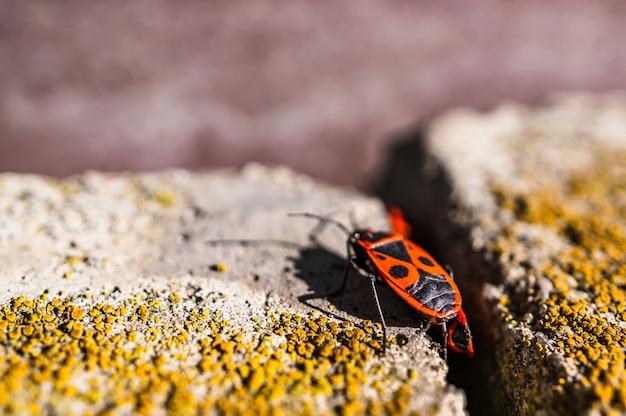 Gratis foto close-up selectieve focus shot van een firebug op het stenen oppervlak