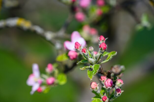 Close-up selectieve focus shot van een geweldige bloem onder sunlights