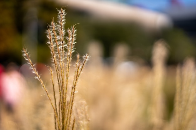 Close-up selectieve focus shot van een groeiende plant