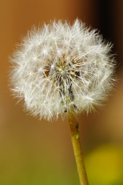 Close-up selectieve focus shot van een mooie gemeenschappelijke paardebloem