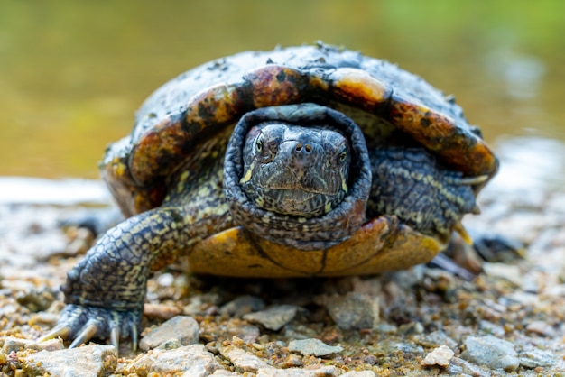 Close-up selectieve focus shot van een roodwangschildpad