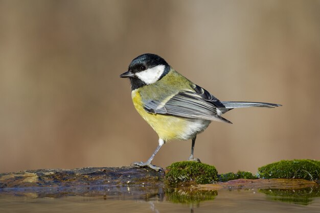 Close-up selectieve focus shot van een vogeltje staande op een bemoste houten tak