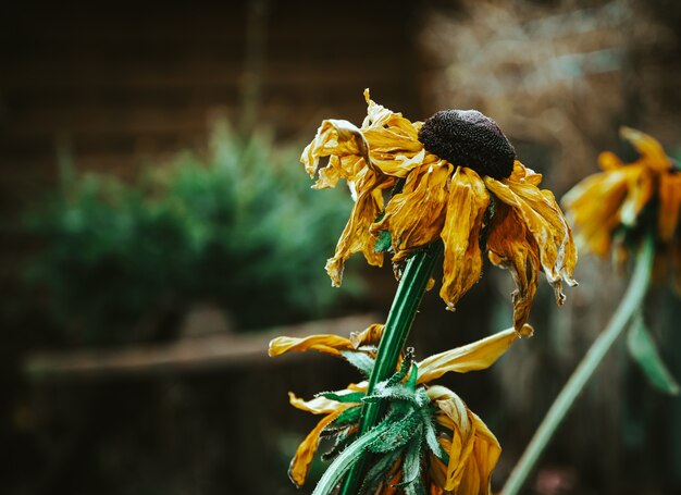 Close-up selectieve focus shot van verdorde zonnebloemen