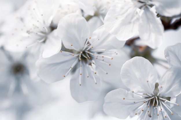 Gratis foto close-up selectieve focus shot van witte bloemen met een onscherpe achtergrond