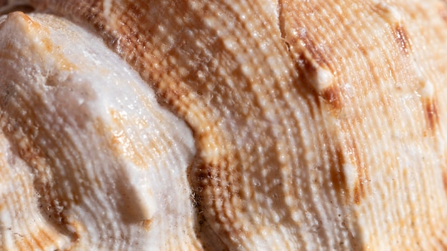 Close-up shell organische achtergrond