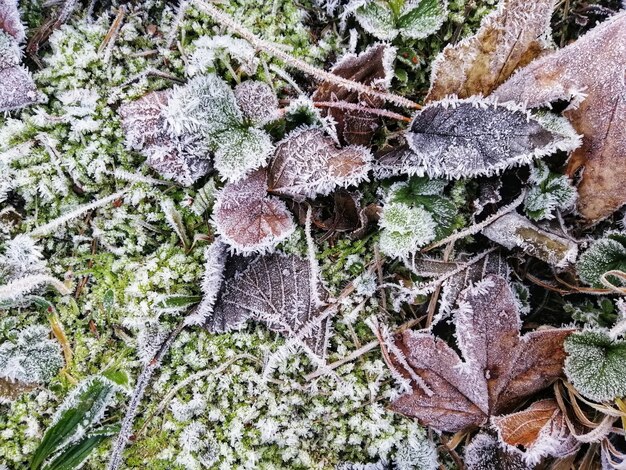 Close-up shot van bevroren bladeren in een bos in Stavern, Noorwegen