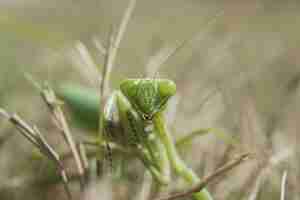 Gratis foto close-up shot van bidsprinkhaan op groen gras met een onscherpe achtergrond