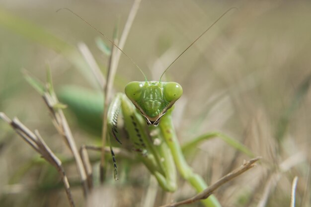 Close-up shot van bidsprinkhaan op groen gras met een onscherpe achtergrond