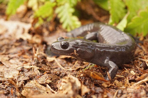 Close-up shot van blackbelly salamander op de bosgrond