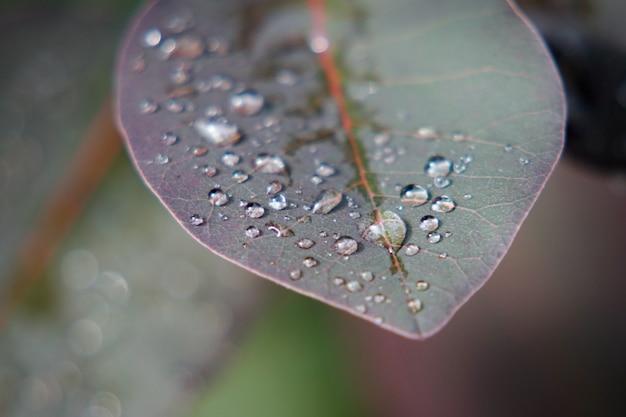 Close-up shot van bladeren bedekt met dauwdruppels