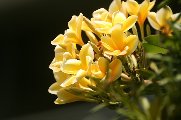 Close-up shot van bloeiende gele bloemen in het groen