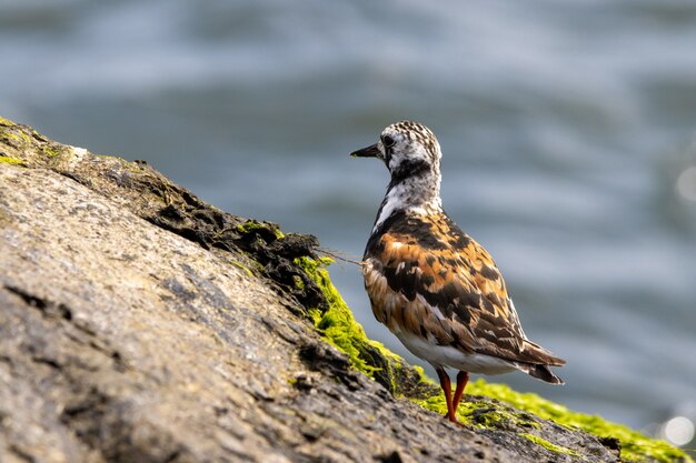 Close-up shot van blozende turnstone staande op een rots in de buurt van de kust