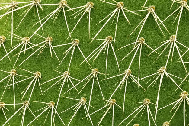 Close-up shot van cactus stekels