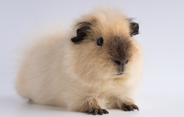 Close-up shot van cavia geïsoleerd op een witte ondergrond