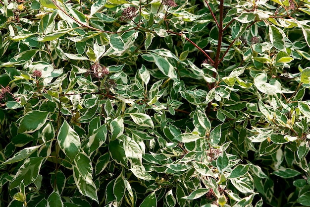 Close-up shot van de bladeren op de takken van een plant